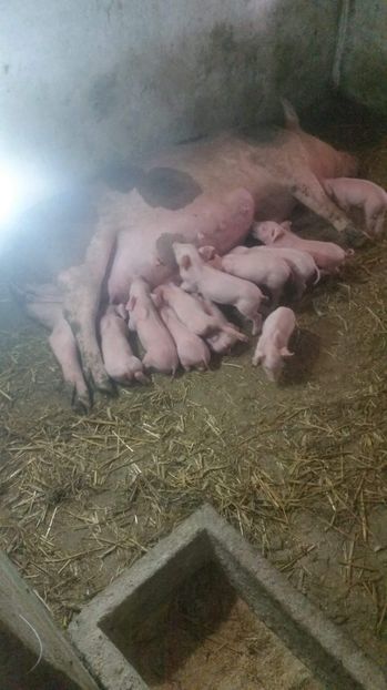 received_2414678552096327 - Soldani