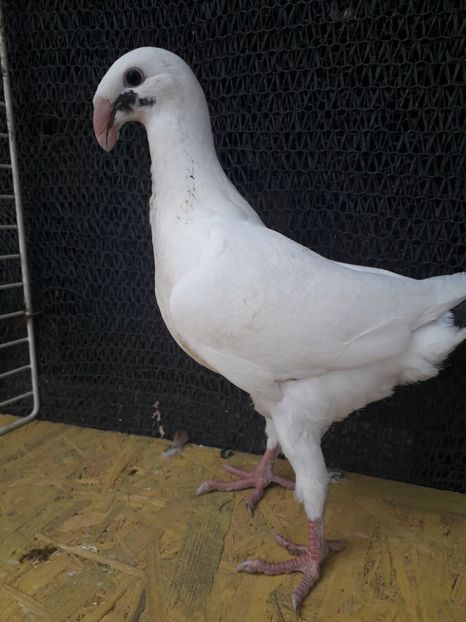 20190925_122525(0) - Pui 2019