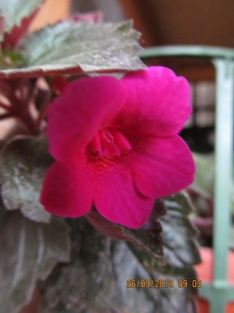 MM's Xenie - ACHIMENES 2020 - VANZARI HIBRIZI