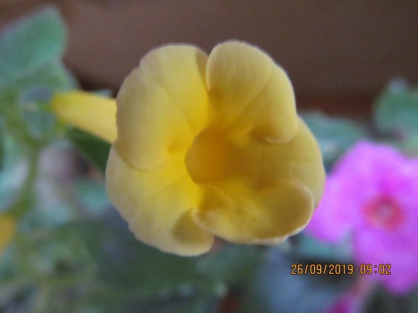 R's Tweety - ACHIMENES 2020 - VANZARI HIBRIZI