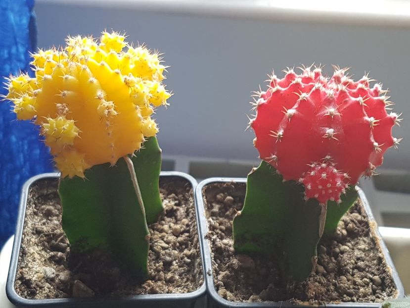 Altoitii mei-ii am de doi ani - Cactusi si plante suculente 2017-2018-2019