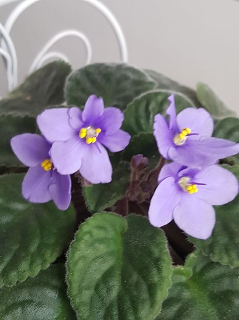 Si iar... - Violete no name