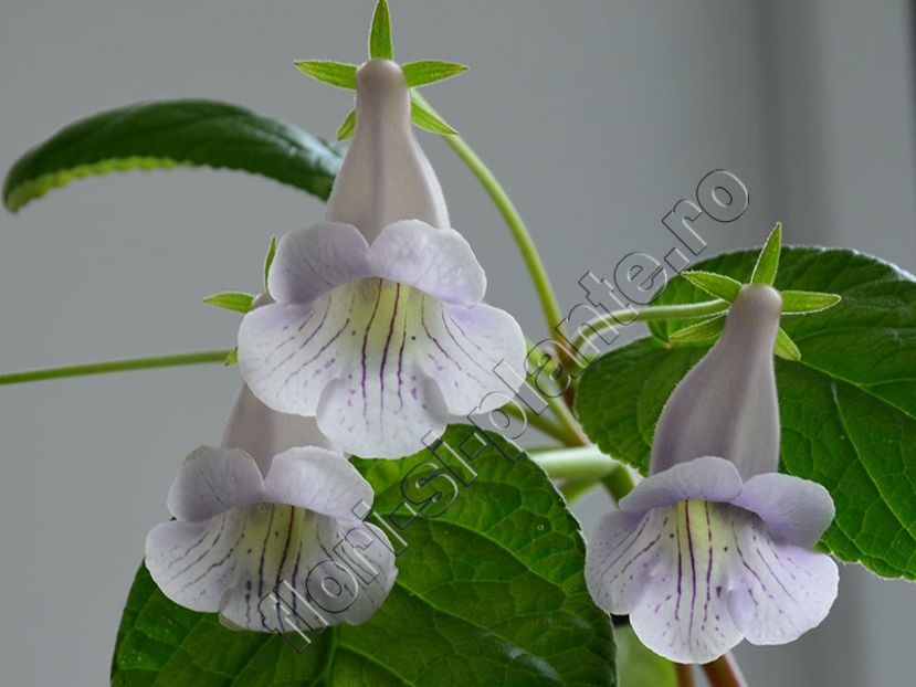 Sinningia Luci s Dragonfly II - flori mari cu o culoare diafana - GLOXINIA_SINNINGIA - Hibrizii mei -My hybrids