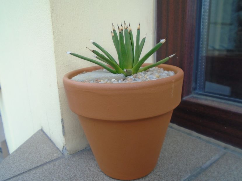 Agave albopilosa - Agave si Yucca 2019