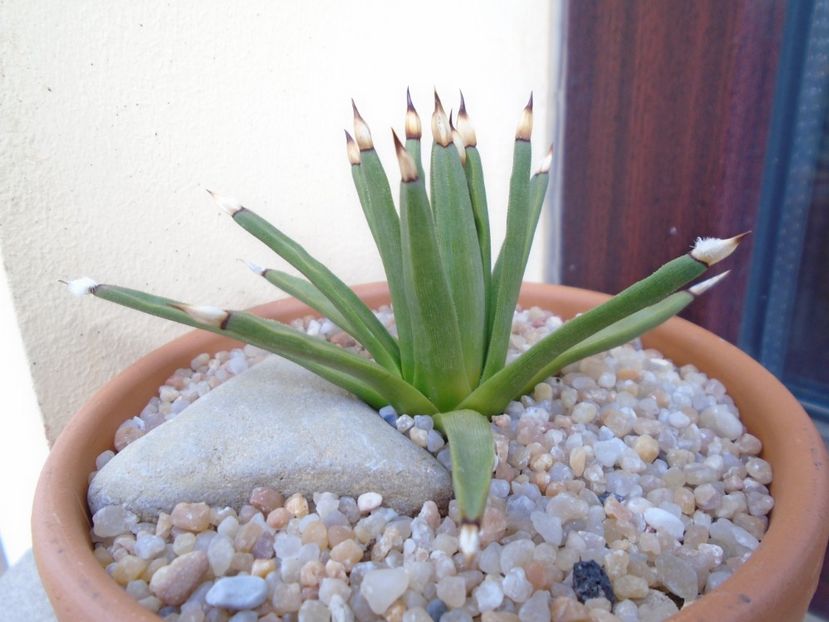 Agave albopilosa - Agave si Yucca 2019