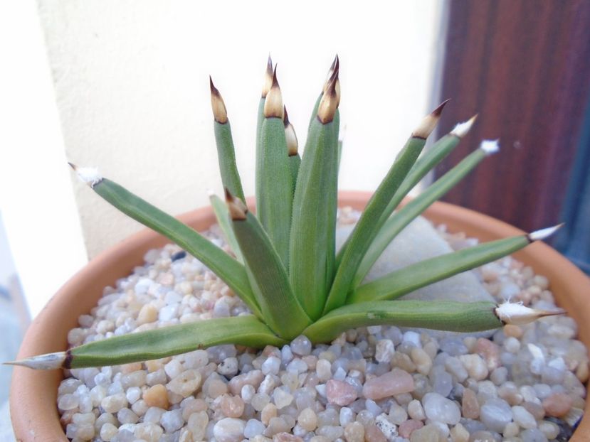 Agave albopilosa - Agave si Yucca 2019