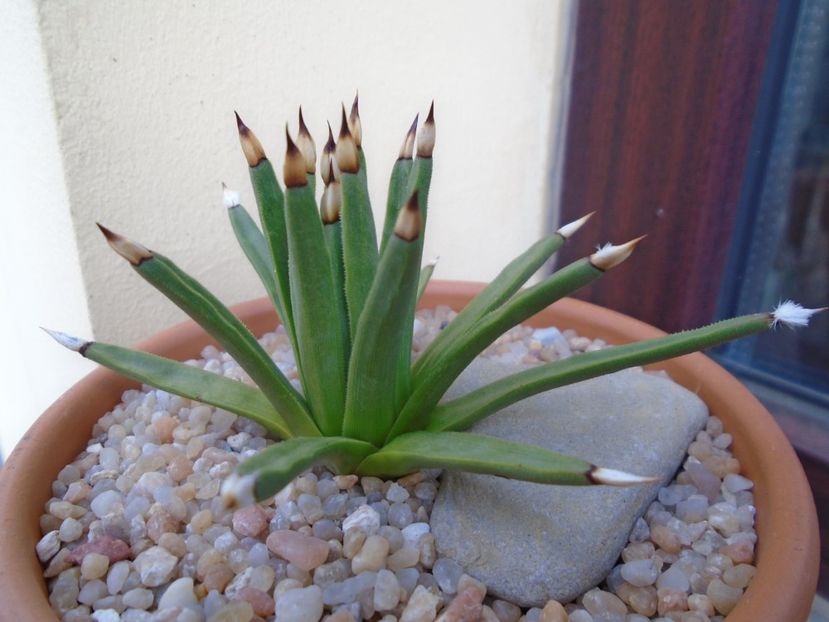 Agave albopilosa - Agave si Yucca 2019