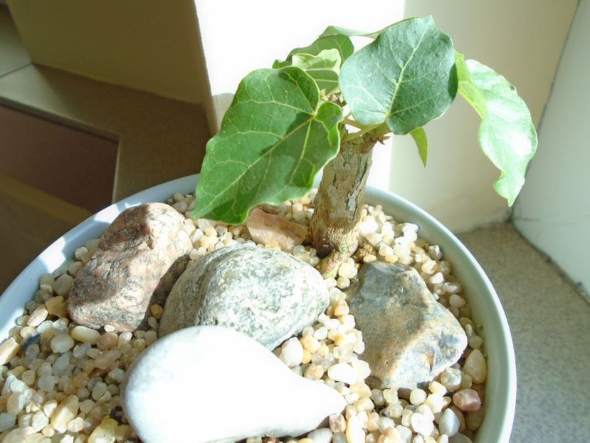 Ficus abutilifolia - Caudiciforme si bulbi 2019 bis
