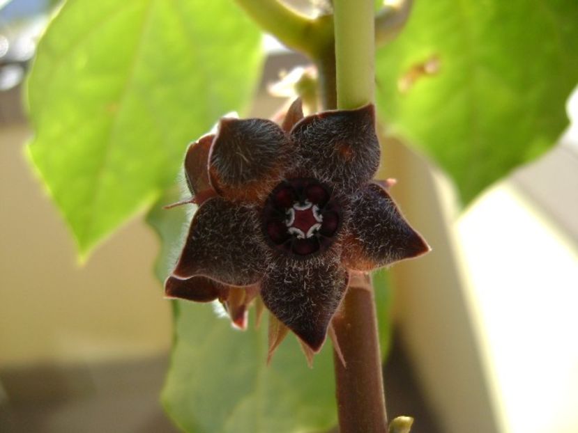 Matelea cyclophylla - Caudiciforme si bulbi 2019 bis