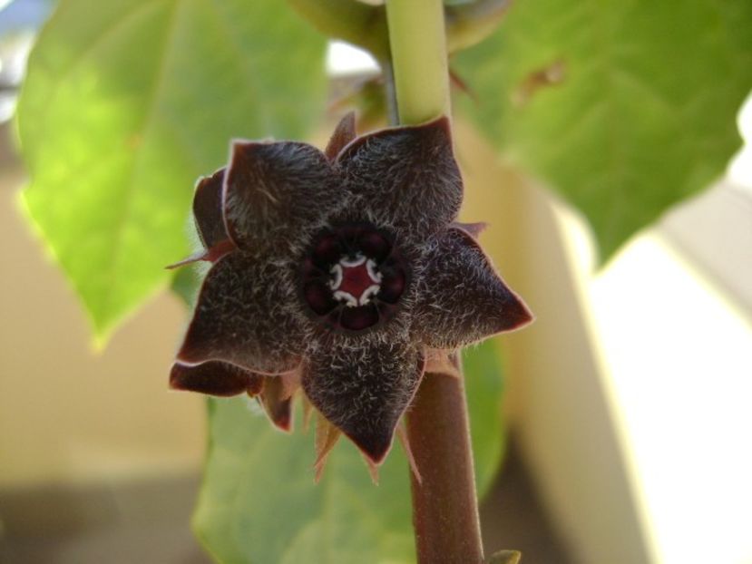 Matelea cyclophylla - Caudiciforme si bulbi 2019 bis