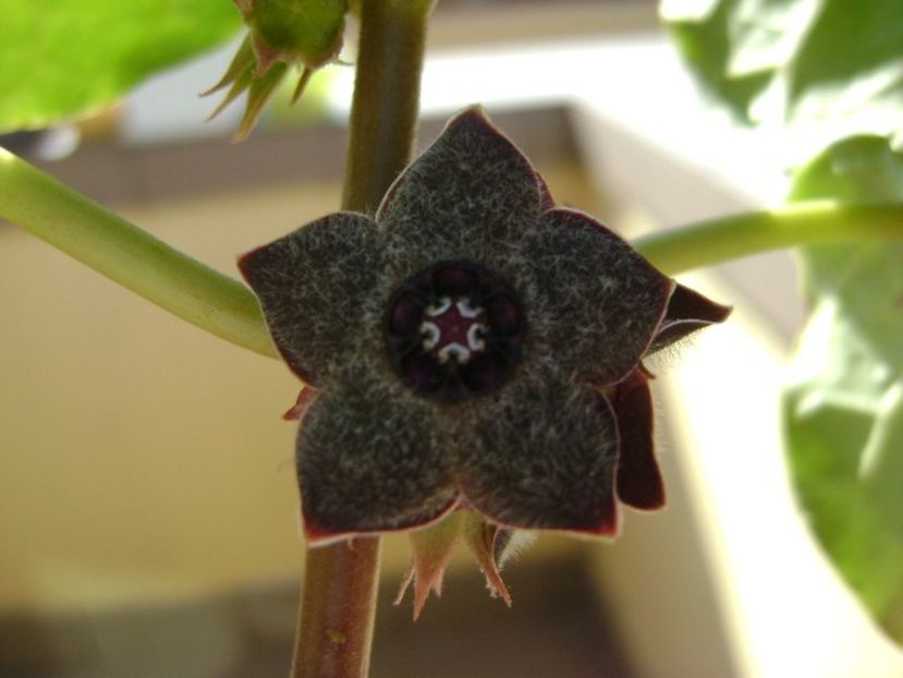 Matelea cyclophylla - Caudiciforme si bulbi 2019 bis