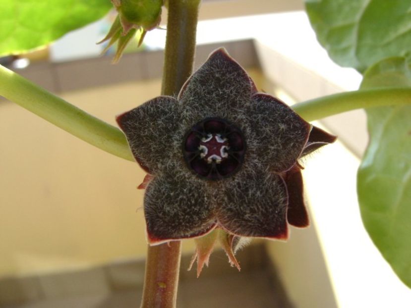 Matelea cyclophylla - Caudiciforme si bulbi 2019 bis