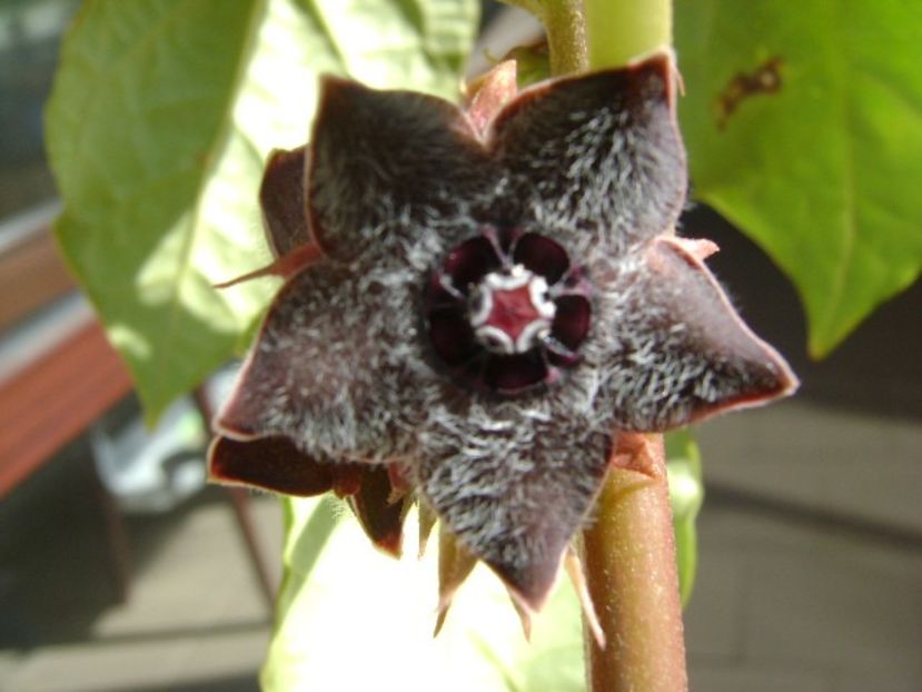 Matelea cyclophylla - Caudiciforme si bulbi 2019 bis