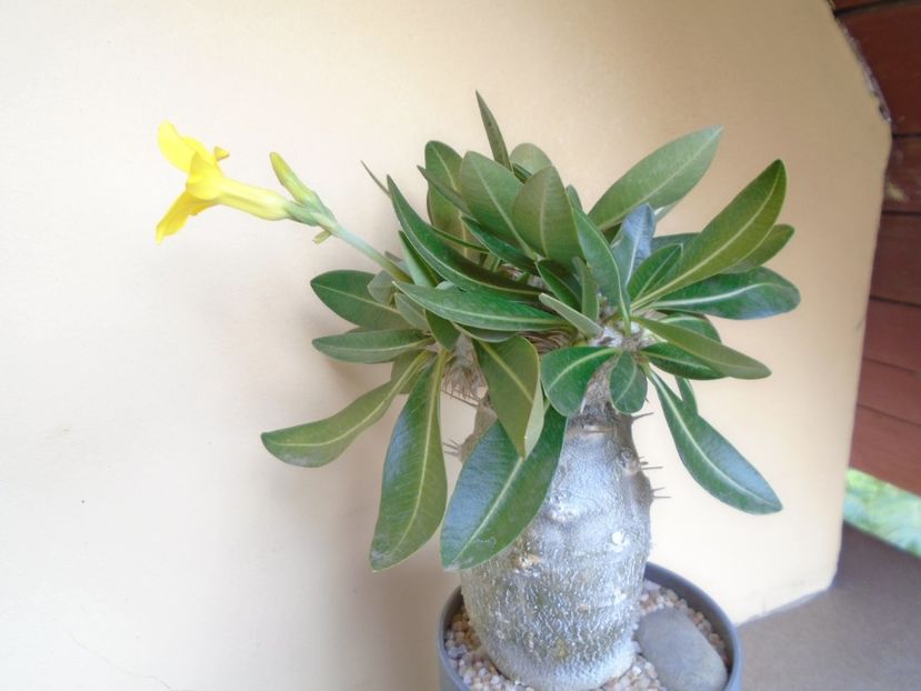 Pachyipodium brevicaule (altoit pe Pachypodium saundersii) - Caudiciforme si bulbi 2019 bis