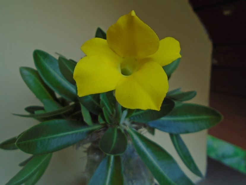 Pachyipodium brevicaule (altoit pe Pachypodium saundersii) - Caudiciforme si bulbi 2019 bis