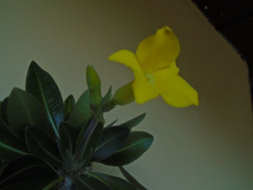 Pachyipodium brevicaule (altoit pe Pachypodium saundersii) - Caudiciforme si bulbi 2019 bis