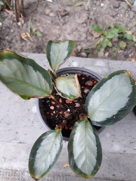 Calathea corona - Colectie Maranta Calathea