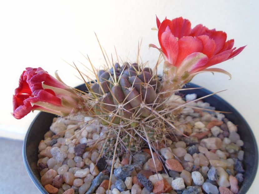 Lobivia aculeata (Echinopsis pentlandii) - Cactusi 2019 bis bis