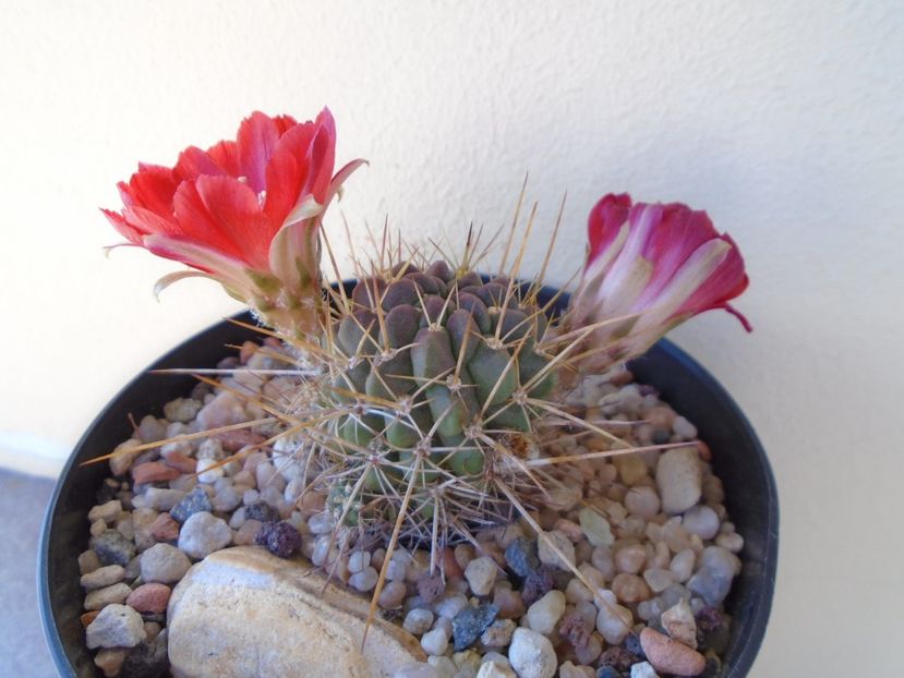 Lobivia aculeata (Echinopsis pentlandii) - Cactusi 2019 bis bis