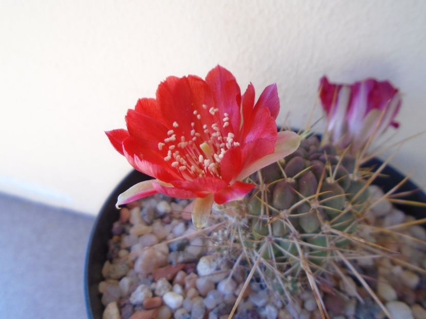 Lobivia aculeata (Echinopsis pentlandii) - Cactusi 2019 bis bis