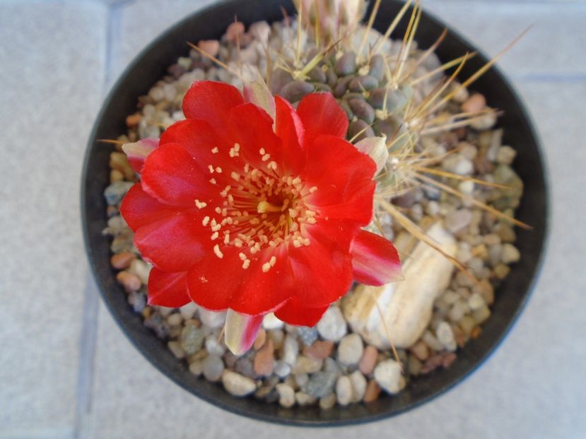 Lobivia aculeata (Echinopsis pentlandii) - Cactusi 2019 bis bis