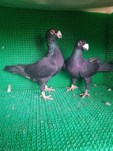 M 2017, F2017 - Porumbei vanduti