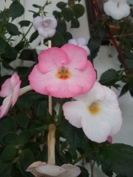  - Vie en Rose