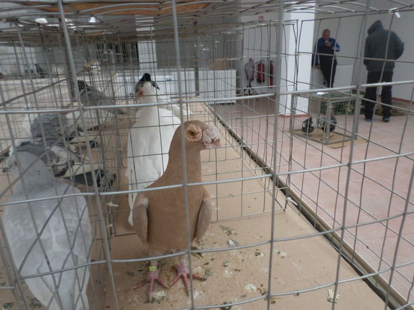 SAM_5412 - EXPO LOM BULGARIA 2019