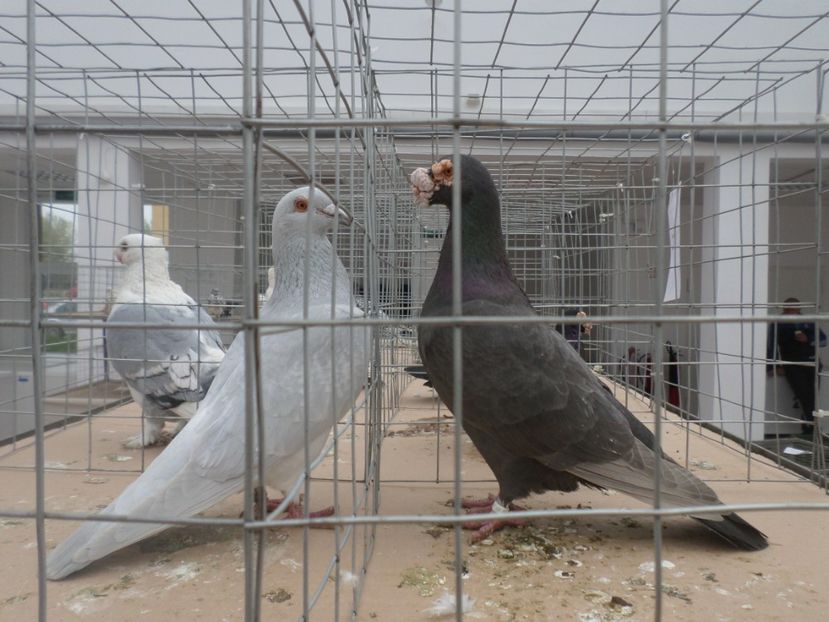 SAM_5413 - EXPO LOM BULGARIA 2019