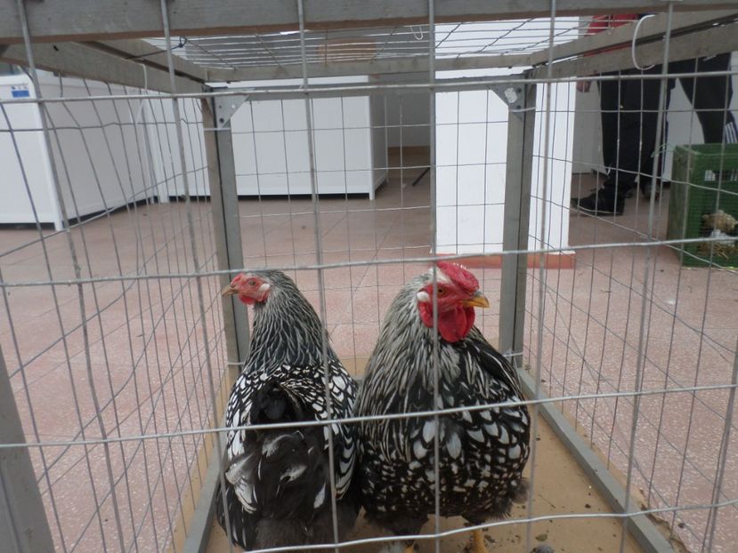 SAM_5415 - EXPO LOM BULGARIA 2019