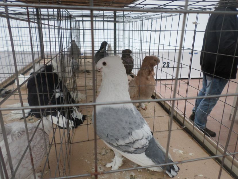 SAM_5418 - EXPO LOM BULGARIA 2019