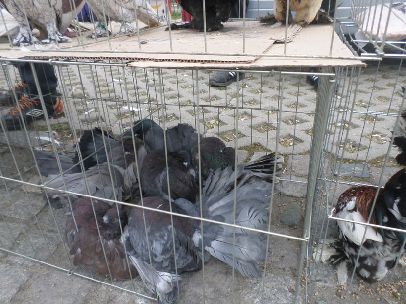 SAM_5427 - EXPO LOM BULGARIA 2019