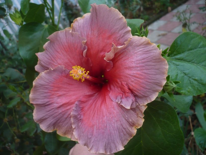 P1430069 - DPs Aloha Ocean