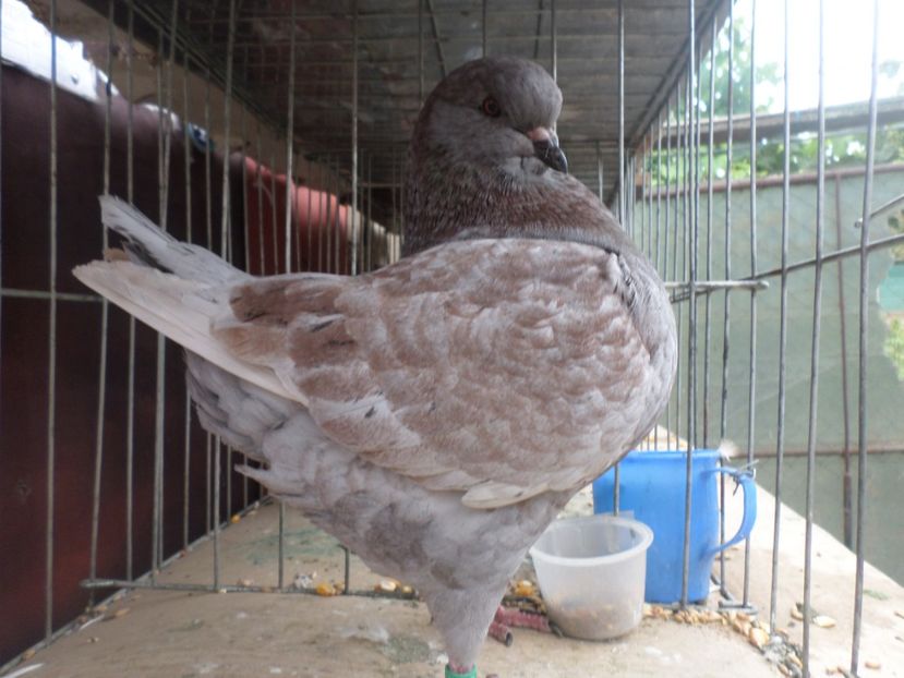 SAM_5482 - ARHIVA 2016 -2017-2o18-2019-2020