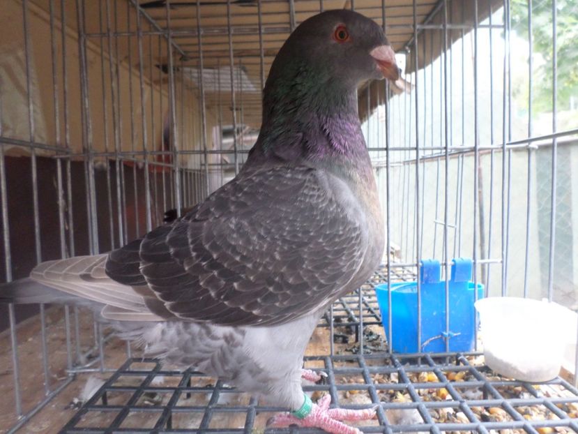 SAM_5484 - ARHIVA 2016 -2017-2o18-2019-2020