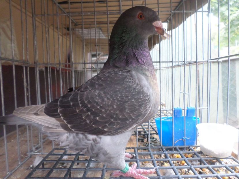 fem 019  per 12 - AGH PERECHI 2020