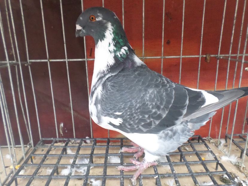 fem 19 - POZE STANDARD