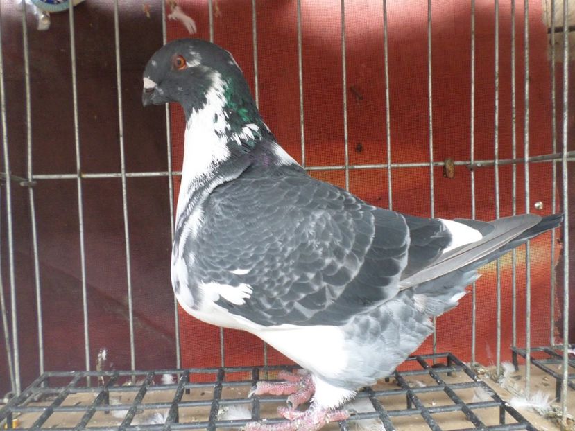 masc 019 - AGH PERECHI 2020