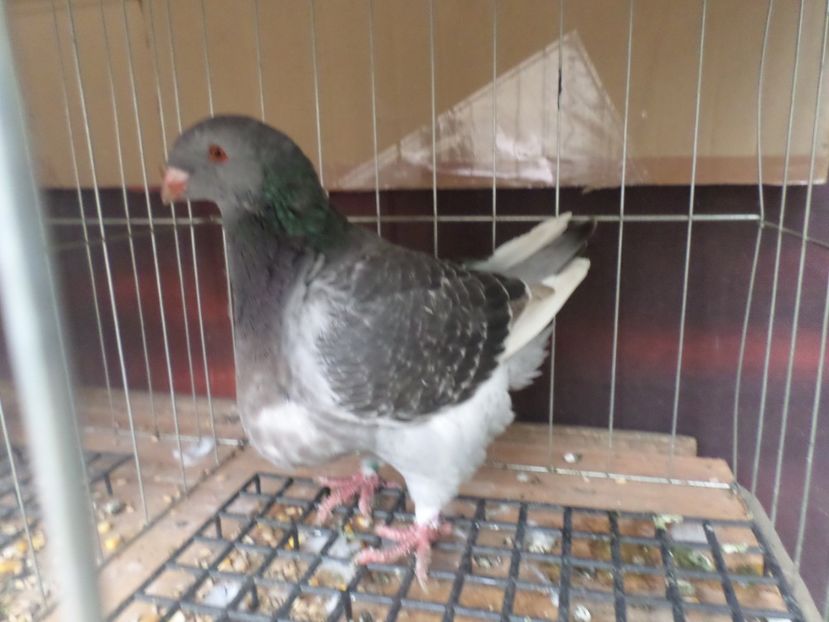 SAM_5495 - ARHIVA 2016 -2017-2o18-2019-2020