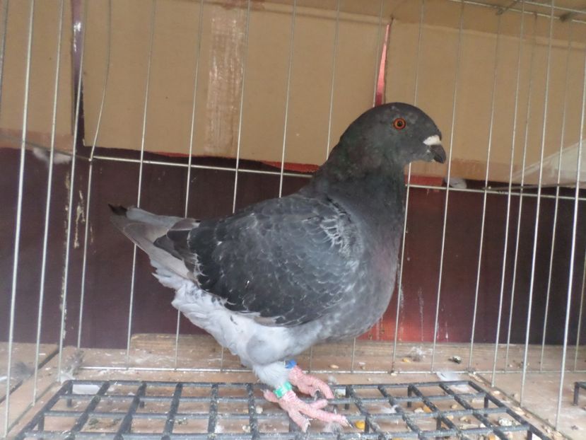 SAM_5497 - ARHIVA 2016 -2017-2o18-2019-2020