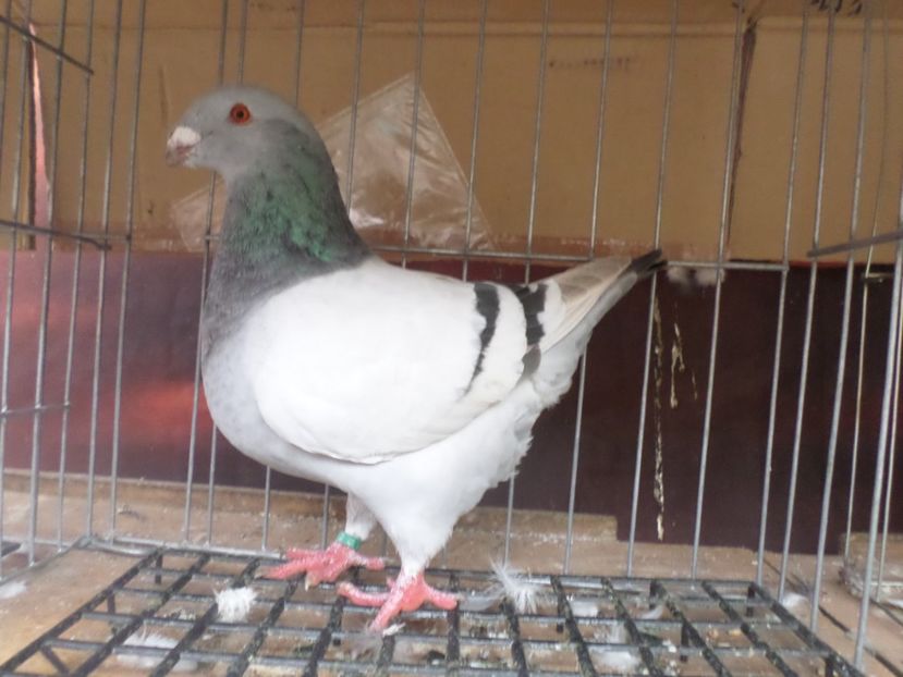 fem 019  per 11 - AGH PERECHI 2020