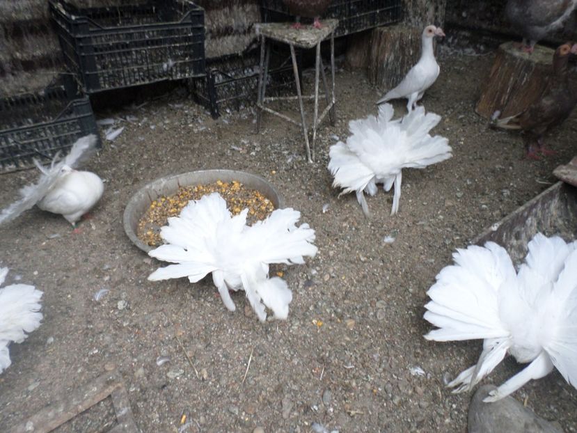 SAM_5503 - VOLTATI    MATCA