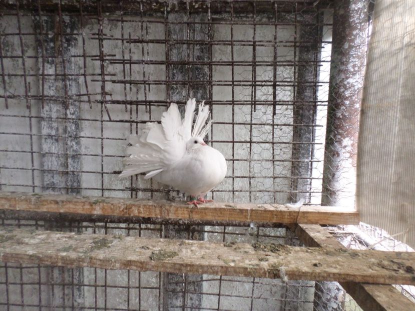 SAM_5506 - VOLTATI    MATCA