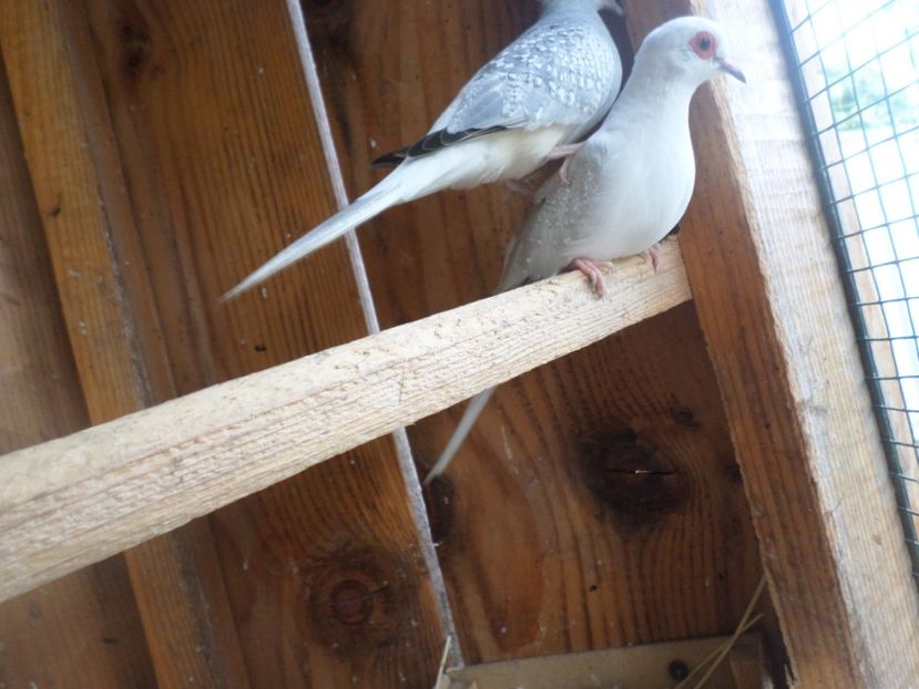 SAM_5508 - TURTURELE DIAMANT