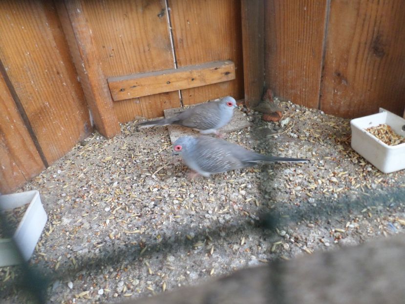 SAM_5510 - TURTURELE DIAMANT