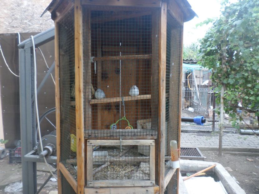 SAM_5511 - TURTURELE DIAMANT