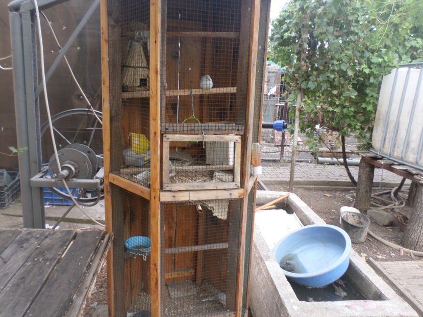 SAM_5513 - TURTURELE DIAMANT