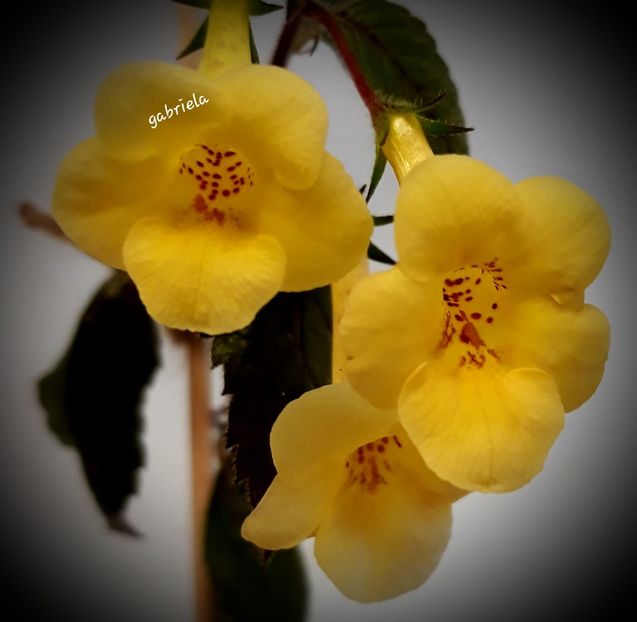 Yellow Beauty - Achimenes