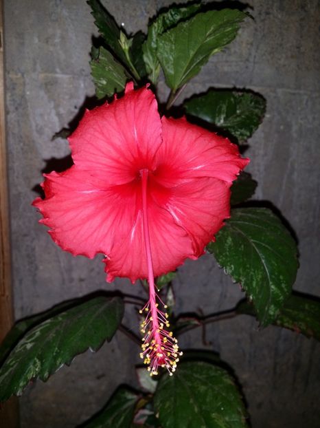 - plantutele mele