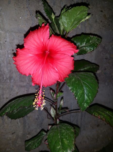  - plantutele mele